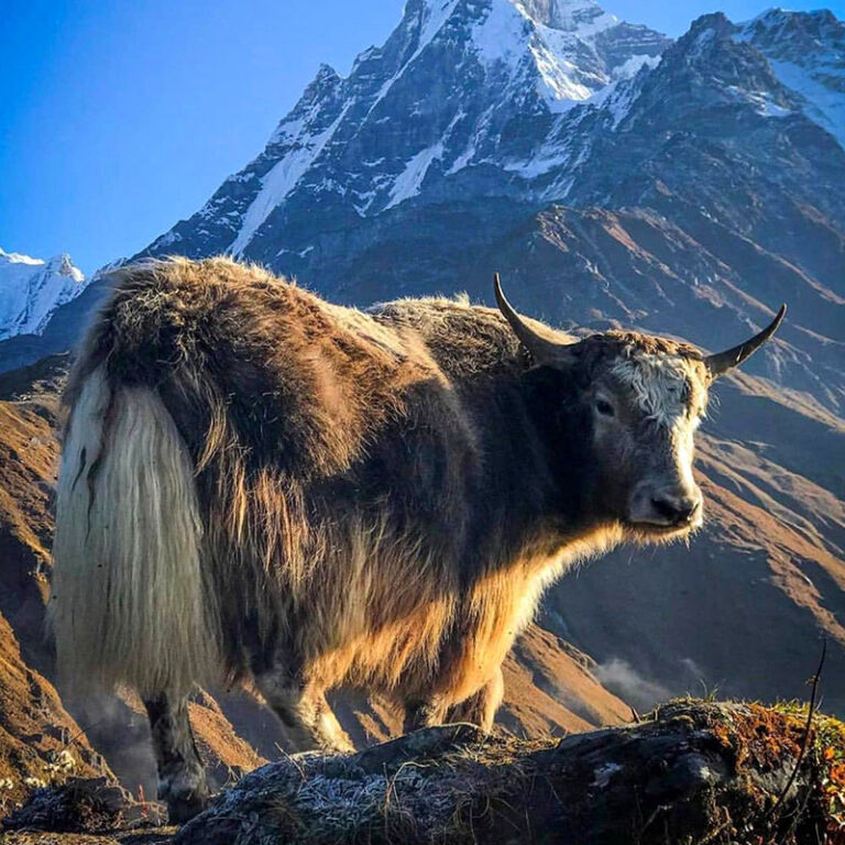 A yak stands on a mountain, surrounded by snow-capped peaks in the background.