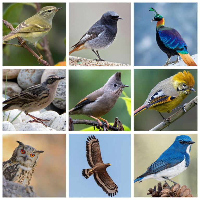 A collage of various birds showcasing their vibrant colors, unique feathers, and diverse species.