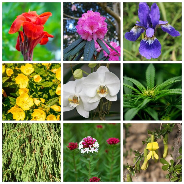 A vibrant collage showcasing a variety of flowers and trees, creating a beautiful and colorful display of nature's wonders.